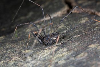 Media type: image; Invertebrate Zoology 133416